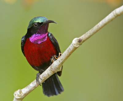 Male
