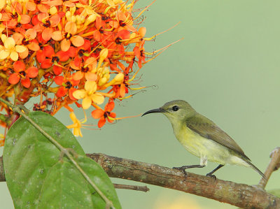 Female going to feed