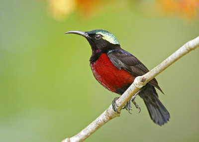 Purple Throated Sunbird