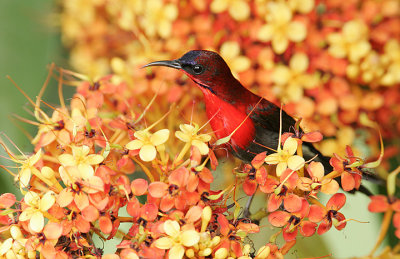 crimson_gallery