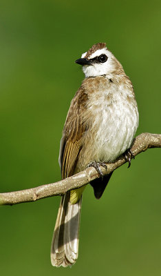 Yellow Vented Bulbul