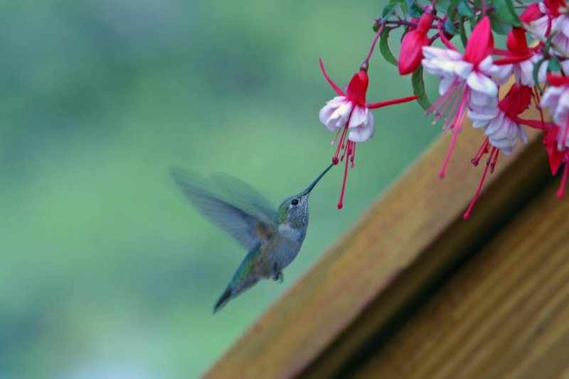 Broad-tailed Hummingbird 1