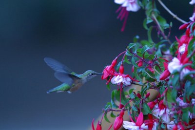 Broad-tailed Hummingbird 2