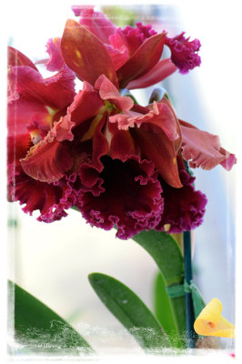 Cattleya