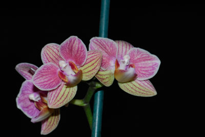 _DSC7900__.jpg
