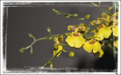 Oncidium -Lan vũ nữ