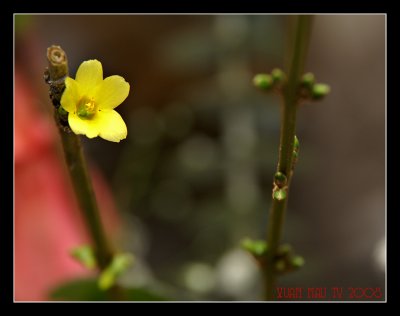 _DSC0486-.jpg