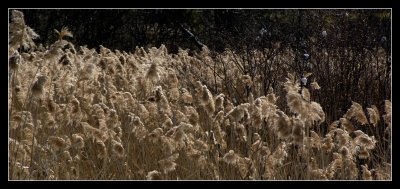 _DSC1684.jpg