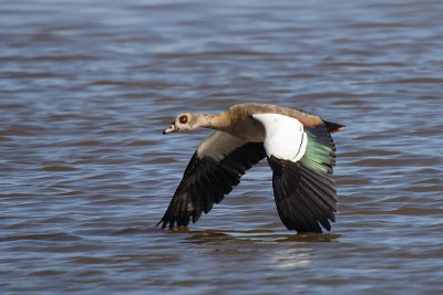 EGYPTIAN GOOSE