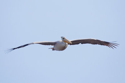 Pink Backed Pelican