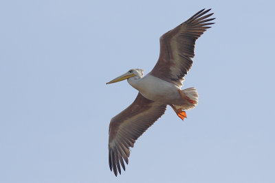 Pink Backed Pelican