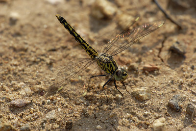 DRAGONFLY 2