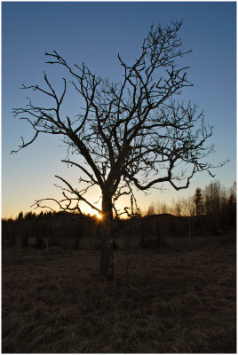 oldtree-sunset2536x800.jpg