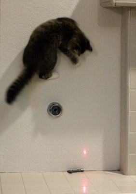 The Cat Who Walks Up Walls