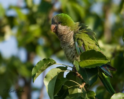 Monk Parakeet's Nesting and Behavior