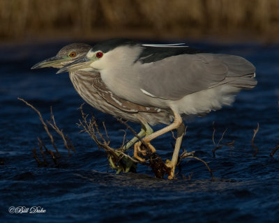 Black-crowned Night-Heron