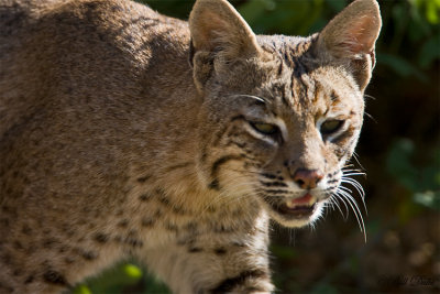 Bobcat