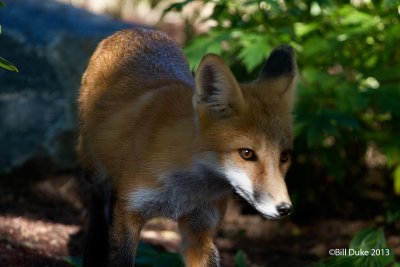 Red-Fox-2-Colorado_0107_Web.jpg