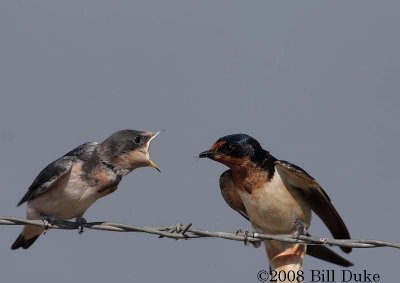 Barn Swallow feeding