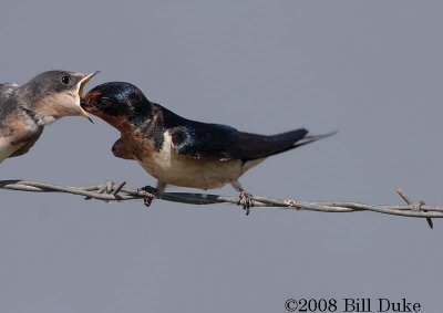 Barn Swallow feeding