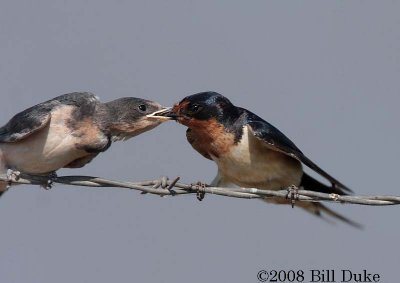 Barn Swallow feeding