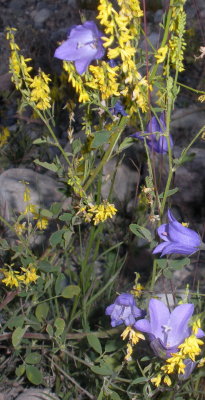 g1/19/573419/3/114660647.KzXzvneS.jpg