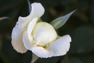 Oualidia White Rose