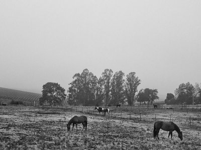 Horses In The PrairieBy Nam