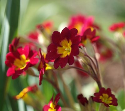 Spring Flowers by gorred