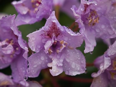 Purple Rainby Snowspond