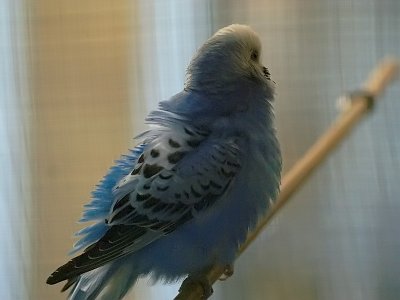 Blue parakeetby Susan G