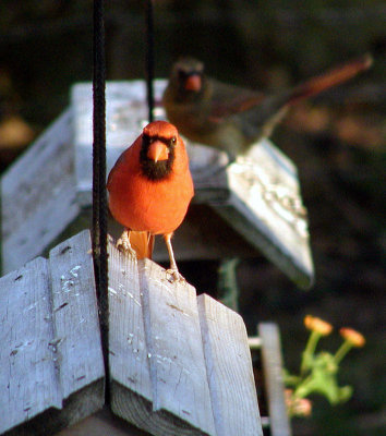 Cardinal Familyby aja2