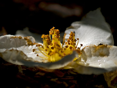 Fallen Blossomby: Lois Ann