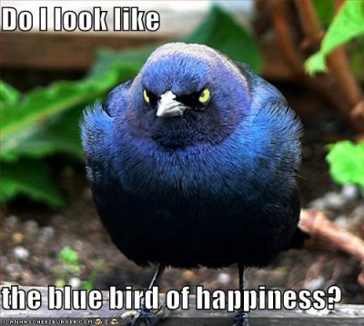Bluebird of Happiness see 