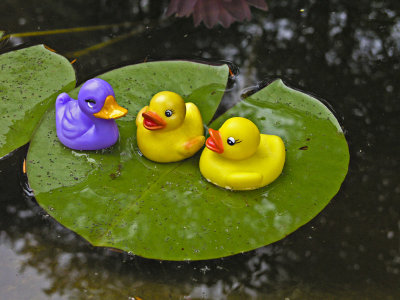 On a lily pad by Lois Ann
