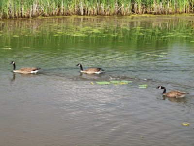 3 Geese a'following by grm