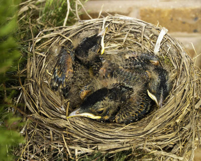 Baby Robins Ready to Flyby kjwonn
