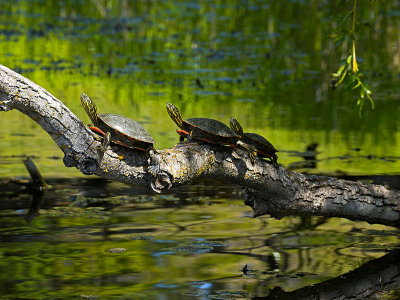 3rd PlaceTreed Turtle Trioby Sharon Engstrom