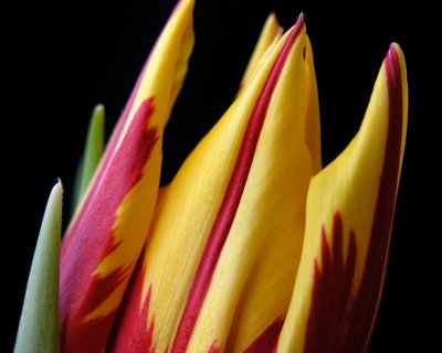 Tulip BudBy photophile