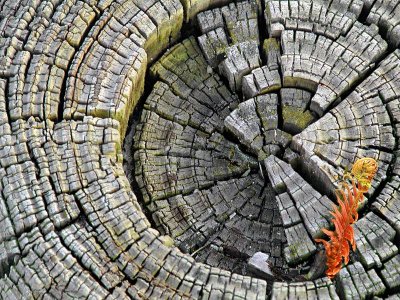 Stump with Fern by Artshot Sue