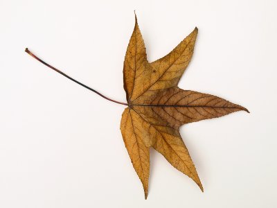 Tree Star by Drummer