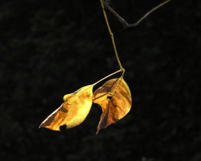 Fading Color by John C.