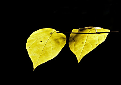 Before the fall by redsox