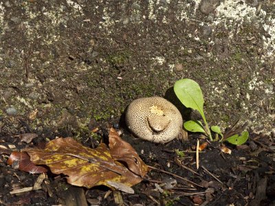 Fungal Smile by LoisAnn