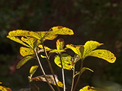 Rusty Leaves by LoisAnn