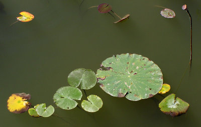 The Fading Water Garden by AJohn