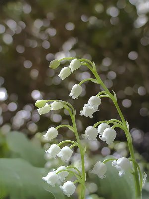 Lilies of the Valleyby Artshot Sue