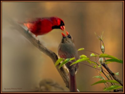 Cardinal Lovesby Lucy