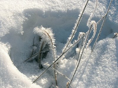 Frosty Morningby Judyjo