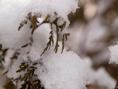 Snow on Treeby herebefore